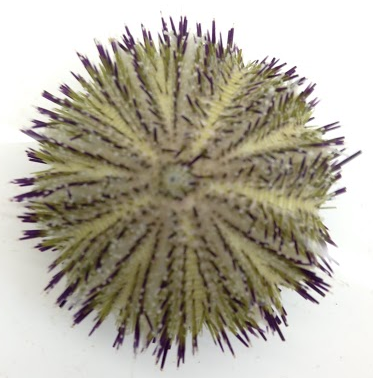 Temnopleurus alexandri | Monique Parisi